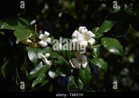 White flowers of Orange Jessamine. Murraya paniculata, Jasminul portocal (Murraya exotica, Chalcas paniculata sau Chalcas exotica), green bush close u Stock Photo