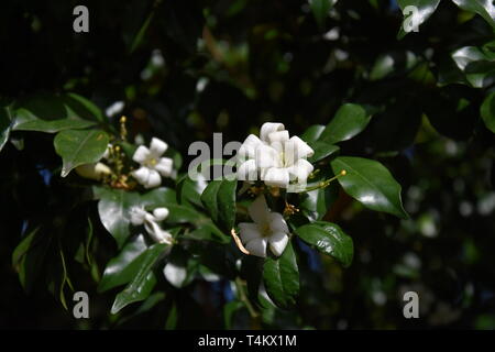 White flowers of Orange Jessamine. Murraya paniculata, Jasminul portocal (Murraya exotica, Chalcas paniculata sau Chalcas exotica), green bush close u Stock Photo