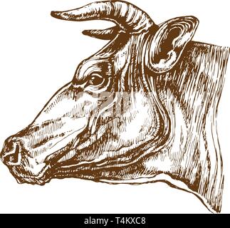 Cow head profile sketch Stock Vector