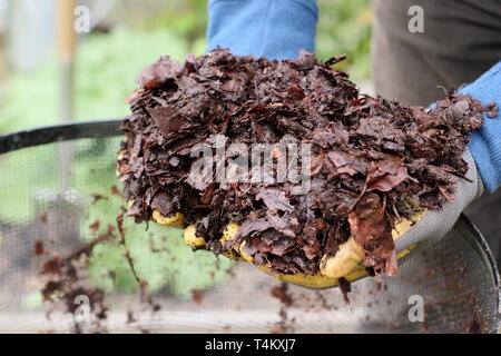 Mature leaf mould lifted from a leaf cage and ready for use as mulch in the garden, Stock Photo