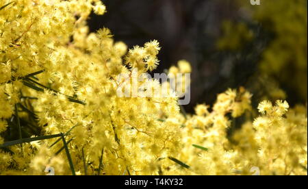 Acacia pycnantha, commonly known as the Golden Wattle, is Australia national flower and commonly known as Acacias. Blossoming of mimosa tree. Stock Photo