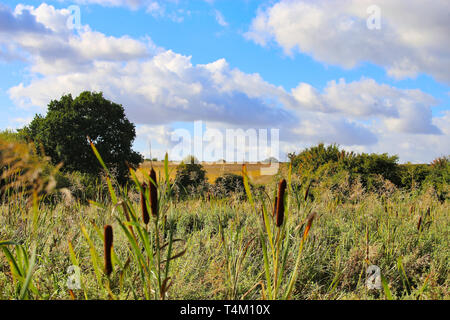 Wild Rushes on a Summer's Day Stock Photo