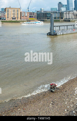 A man mudlarking at low tide on the riverbank of the River Thames in London. Stock Photo