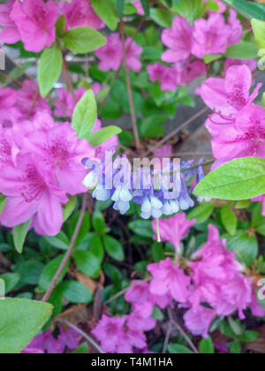 Close up of Royal Azalea Stock Photo