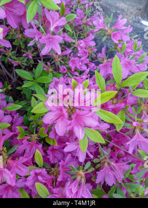 Close up of Royal Azalea Stock Photo