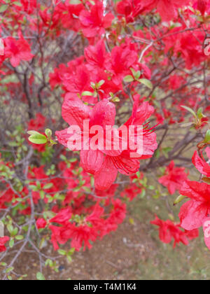 Close up of Royal Azalea Stock Photo