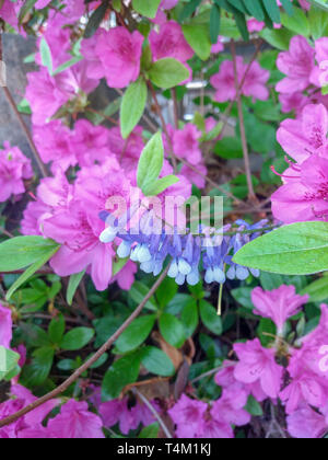 Close up of Royal Azalea Stock Photo