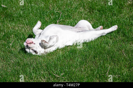 White English Bulldog puppy rolling in the grass Stock Photo