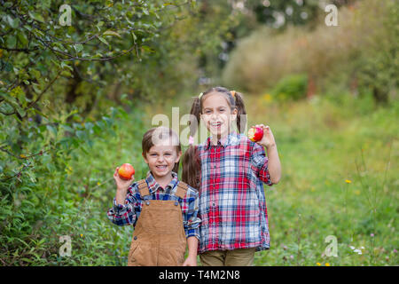Portrait of a brother and sister in the garden with red apples in their hands. A boy and a girl are involved in the autumn harvesting of apples. Stock Photo