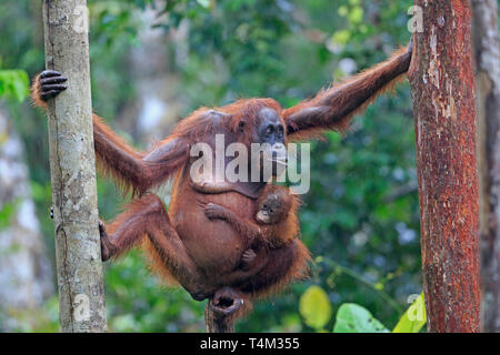Female Orangutan with baby in Tanjung Puting Nature Reserve Kalimantan Borneo Indonesia Stock Photo