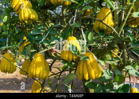 Yellow Organic Buddhas Hand Citrus Fruit with Fingers Stock Photo