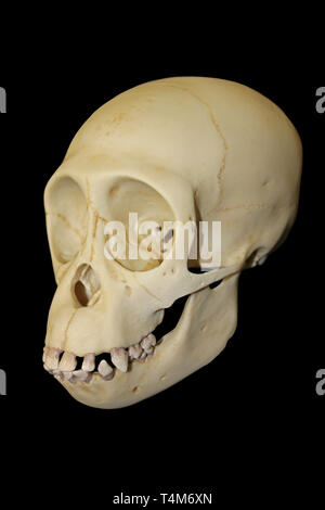 Young Chimpanzee Skull Stock Photo