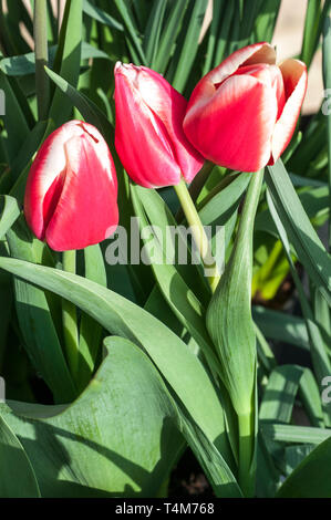 Red With White Edges Triumph Tulips (tulipa) Timeless Bloom In A Garden 