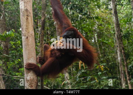 A female orangutan with a baby in her natural habitat, Sarawak, Malaysia Stock Photo