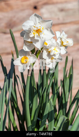 Narcissus Cheerfulness flowering in mid-spring  A Double Narcissus with white petals and a yellow cup that belongs to the Double group Division 4. Stock Photo