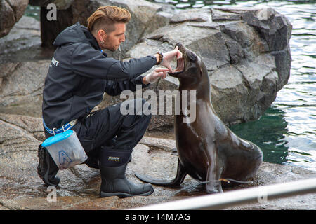 Seal with a trainer in the zoo. Stock Photo