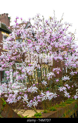 Magnolia Royal Star in flower in early spring  Bushy deciduous shrub with light pink buds and white star shaped flowers in mid to late spring Stock Photo