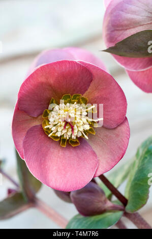 Close up of Helleborus Pennys Pink showing stigma and stamen   A  clump forming perennial border or woodland plant that is frost hardy Stock Photo