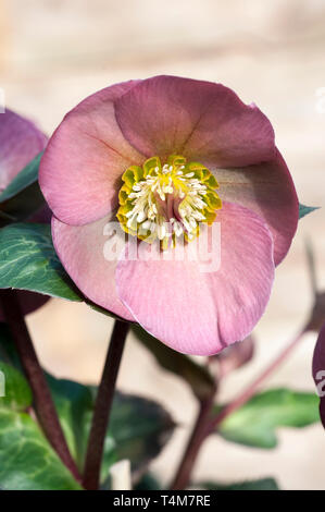 Close up of Helleborus Pennys Pink showing stigma and stamen   A  clump forming perennial border or woodland plant that is frost hardy Stock Photo