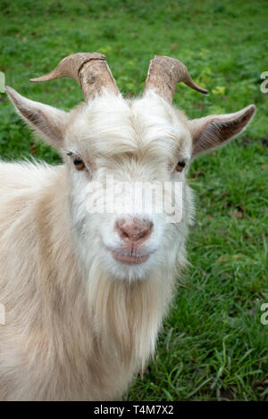 Close up of a white coloured pygmy goat in the Newpark Wildlife Farm, Newpark Hotel Kilkenny, County Kilkenny, Eire. Stock Photo