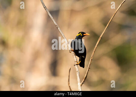 Hill myna, Gracula religiosa, Western ghats, India . Stock Photo