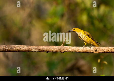 Indian golden oriole, Oriolus kundoo, Female, Western ghats, India. Stock Photo