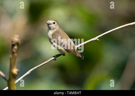 Nilgiri flowerpecker, Dicaeum concolor, Nilgiri, Western ghats, India. Stock Photo