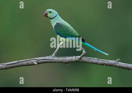 Blue winged parakeet, Malabar parakeet, Psittacula columboides, female, Nilgiri Mountains, Western Ghats, Tamil Nadu, India. Stock Photo