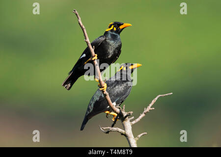 Hill myna, Gracula religiosa, Nilgiri Mountains, Western Ghats, Tamil Nadu, India. Stock Photo