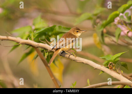 Clamorous reed warbler, Acrocephalus stentoreus, Pune, Maharashtra, India. Stock Photo