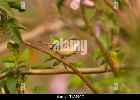 Paddyfield warbler, Acrocephalus agricola,  Pune, Maharashtra, India. Stock Photo