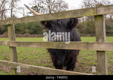 A close up of a black highland cow with big horns looking through a wooden fence Stock Photo