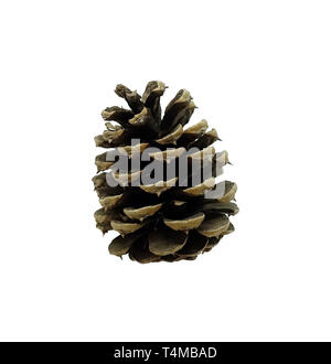 Pine cone isolated on white background. Isolated object for decoration. Stock Photo