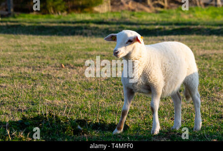 Young lamb standing on a meadow Stock Photo