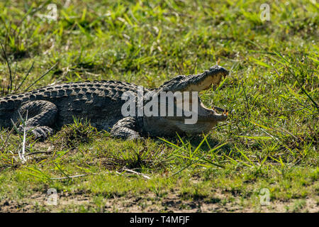 Mugger Crocodile. Crocodylus palustris. Single adult basking on shore with mouth open. Sri Lanka. Stock Photo