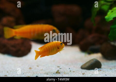 Fishes, Saulos's Mbuna, Female incubating eggs - maternal mouthbrooding, Pseudotropheus saulosi, Cichlidae, Malawi Lake, Africa Stock Photo