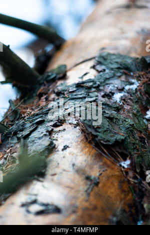 fallen wet debarked tree in the forest Stock Photo