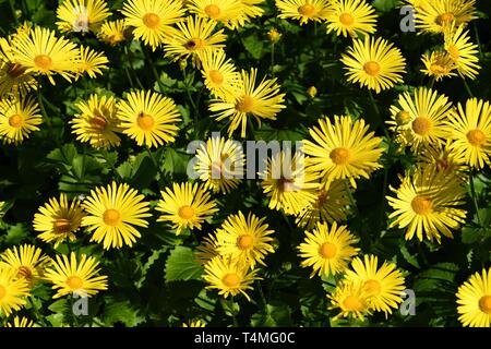 Yellow Leopard's Bane flowers. Stock Photo