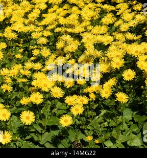 Yellow Leopard's Bane flowers. Stock Photo
