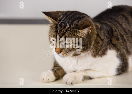 Close up portrait of sad tabby cat looking down being tired or bored. Striped kitten waiting for owner. Stock Photo