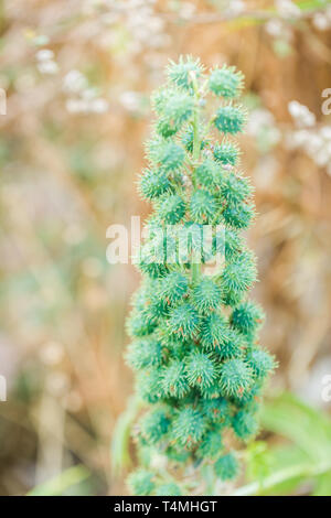Green toxic xanthium common cocklebur weed plant with thorny fruits close up Stock Photo