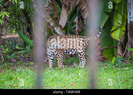 Jaguar in Guiana zoo, Guyana, Cayenne, France Stock Photo