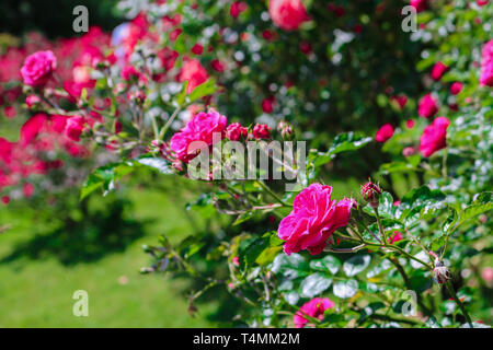 Red flowers in the green garden. Rose blossoms on blurred background Stock Photo