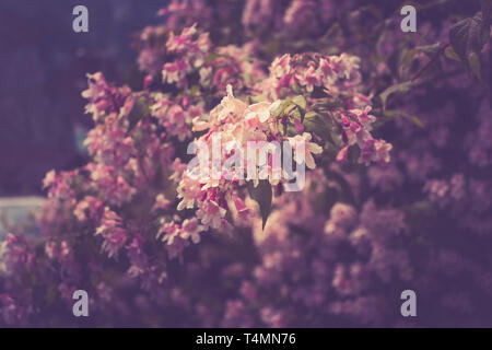 Closeup pink flowers in the green garden. Sakura blossoms over blurred background Stock Photo
