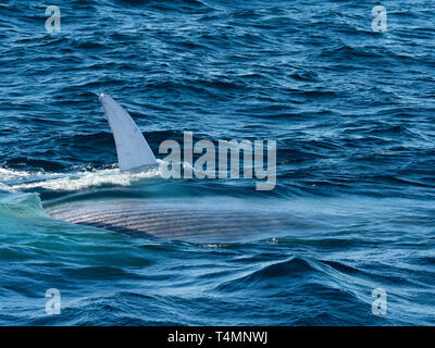 Blue whale, Balaenoptera musculus, lunge feeding in the Pacific Ocean off the west coast of Baja California, Mexico Stock Photo