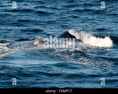 Blue whale, Balaenoptera musculus, lunge feeding in the Pacific Ocean off the west coast of Baja California, Mexico Stock Photo
