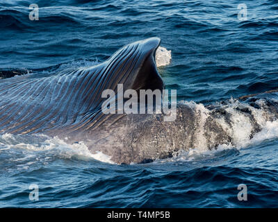 Blue whale, Balaenoptera musculus, lunge feeding in the Pacific Ocean off the west coast of Baja California, Mexico Stock Photo