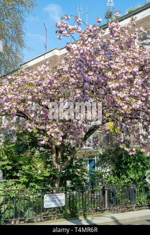 Prunus. Japanese Cherry tree blossom in spring. Stanhope Mews East,  South Kensington, London. UK Stock Photo