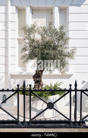 Olea europaea. Olive tree in a planter outside a white house in spring. Kensington Gate, South Kensington, London. UK Stock Photo