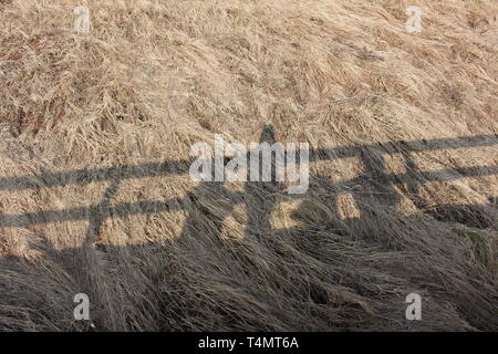 Biebrzański Park Narodowy, geometric minimalism, shadows of people on the grass Stock Photo